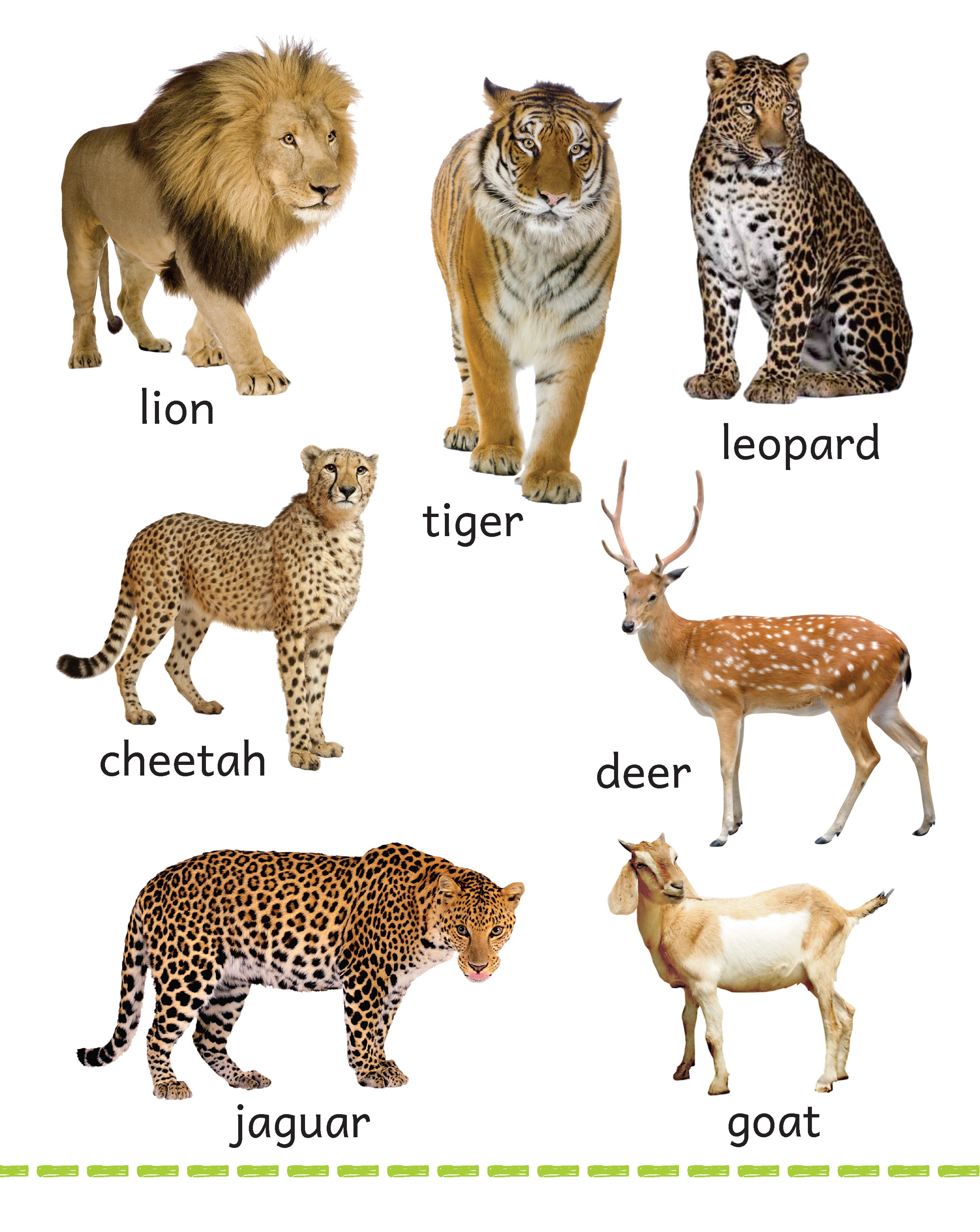 My Big Board Book - Animals - Early Learning Animal Picture Book - Kids Big Board Book