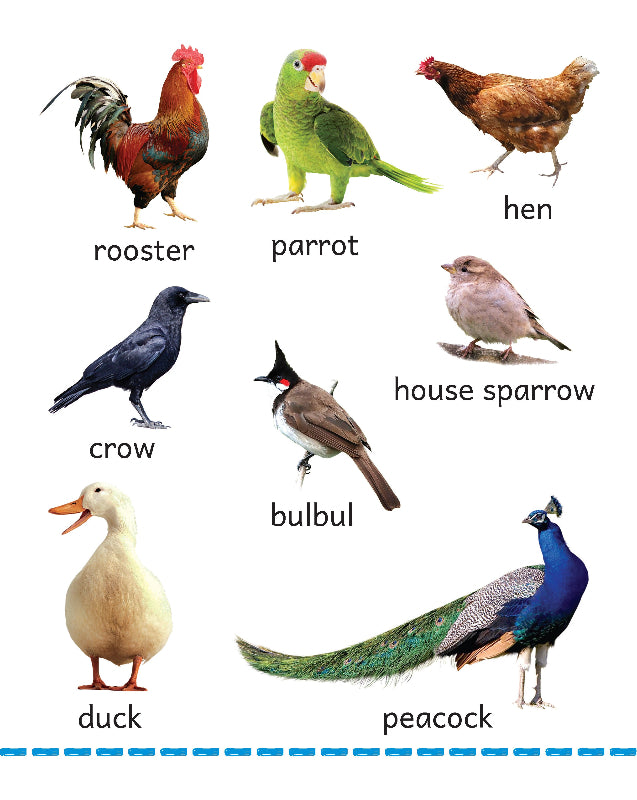 My Big Board Book - Birds - Colourful Bird Picture Book for Toddlers - Kids Big Board Book